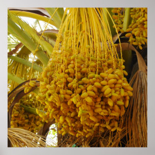 Dates on Palm Tree Poster