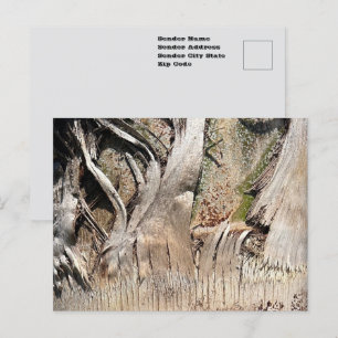 Dattelpalmenstamm-Textur Nahaufnahme-Foto Bild Postkarte