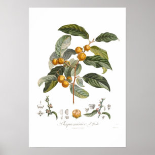 Dattelpflaume Poster