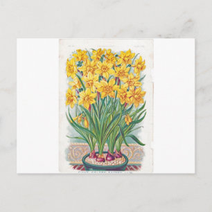 Datum RSVP Blumen Osterglocke gelb vintage Postkarte