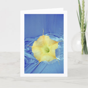 Datura Blume Foto Grußkarte Karte
