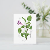 Datura fastuosa postkarte (Stehend Vorderseite)