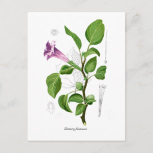 Datura fastuosa postkarte