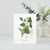 Datura inoxia postkarte (Stehend Vorderseite)
