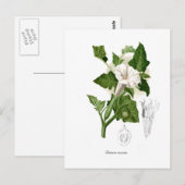 Datura inoxia postkarte (Vorne/Hinten)