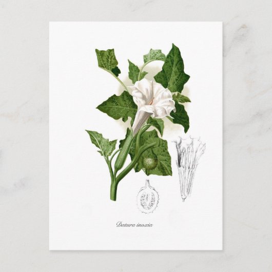 Datura inoxia postkarte (Vorderseite)