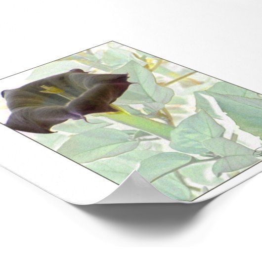 Datura Mystica 2 Poster (Ecke)