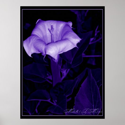 Datura Mystica 3 Poster (Vorne)