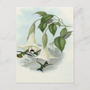 Datura und Hummingbird Postkarte