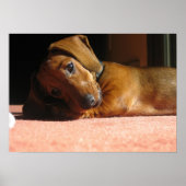 Dauchshund Poster (Vorne)