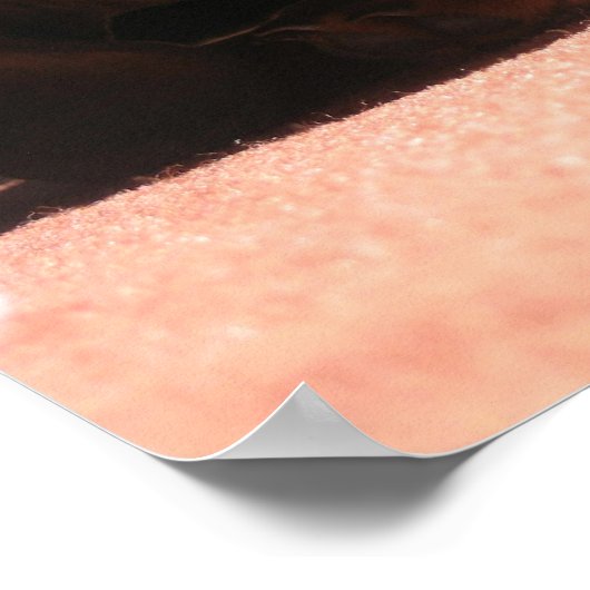 Dauchshund Poster (Ecke)