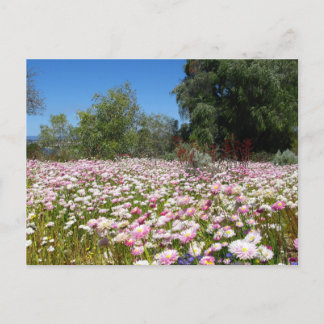 Dauerhafte Blume Postkarte