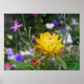 Dauernde Blume. Poster (Vorne)