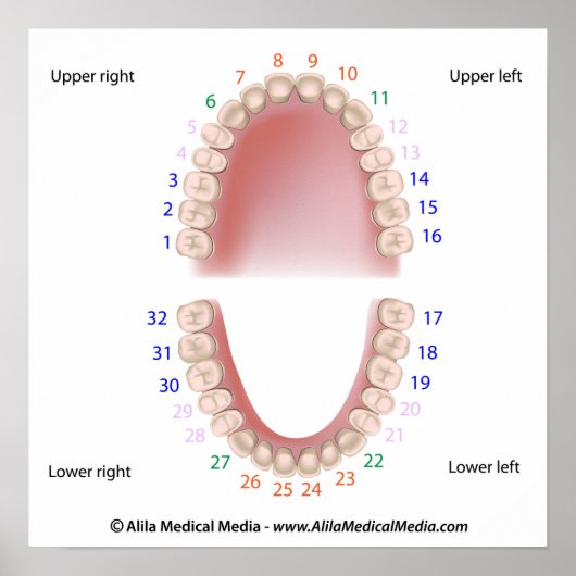 Dauerzähne, Erwachsenenzahnarzt, nummeriert, Plaka Poster (Vorne)