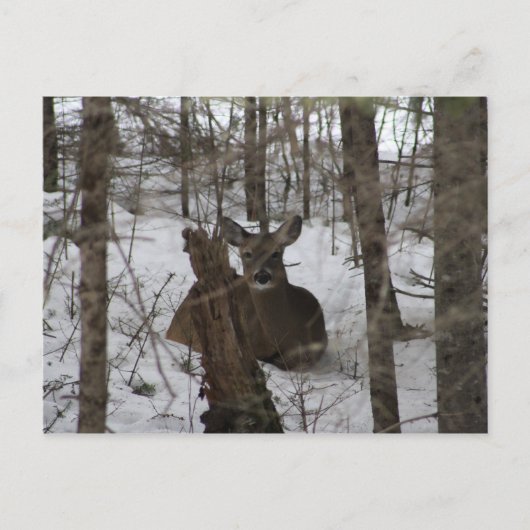 Daunter in Haynesville, Maine Postkarte (Vorderseite)
