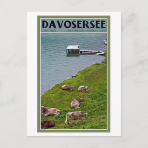 Davos - Kühe am Seeufer Postkarte
