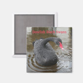 Dawlish Black Swan Magnet (Vorderseite/Rückseite)