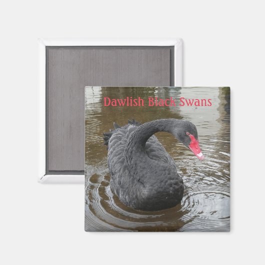 Dawlish Black Swan Magnet (Vorderseite/Rückseite)