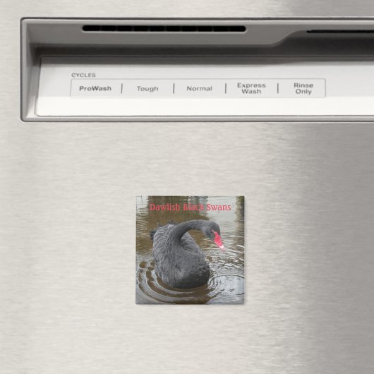 Dawlish Black Swan Magnet (In Situ (Geschirrspüler))