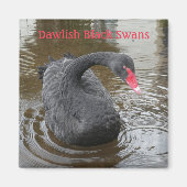 Dawlish Black Swan Magnet (Vorne)