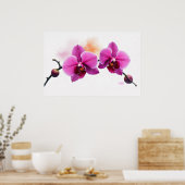 Dawn Bloom Orchid Poster (Küche)