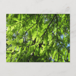 Dawn Redwood (Metasequoia) Postkarte