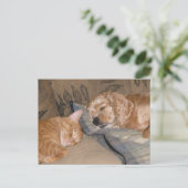 Dax und Chance Share Postkarte (Stehend Vorderseite)