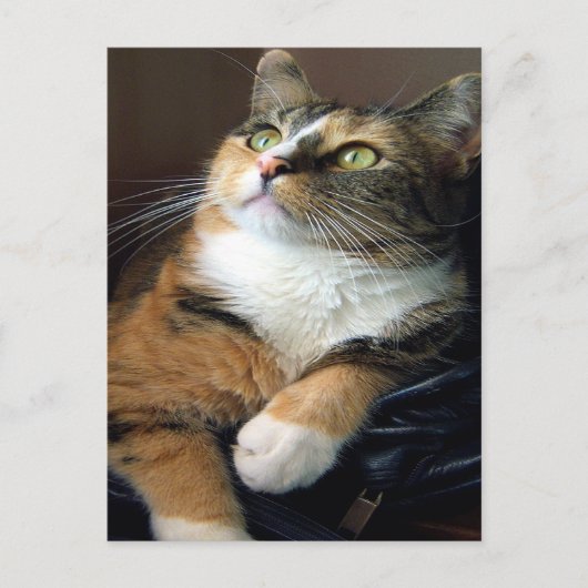 Day Dreamer Postcard Postkarte (Vorderseite)