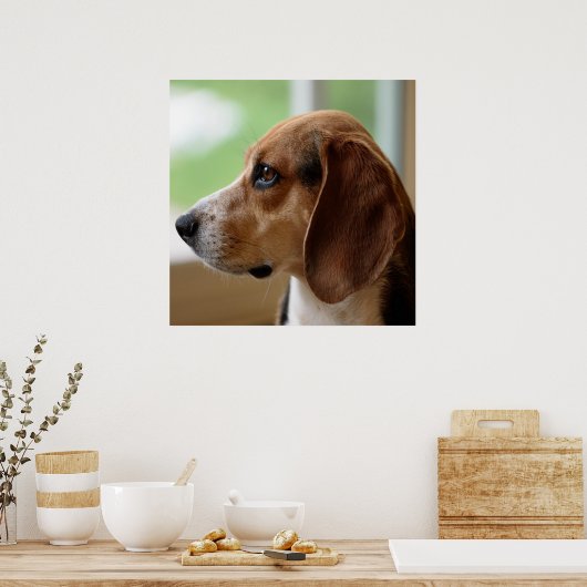 Day Dreaming Beagle Poster (Küche)