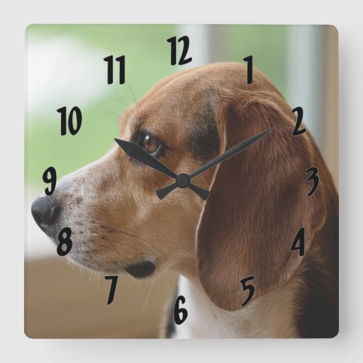 Day Dreaming Beagle Quadratische Wanduhr (Vorderseite)