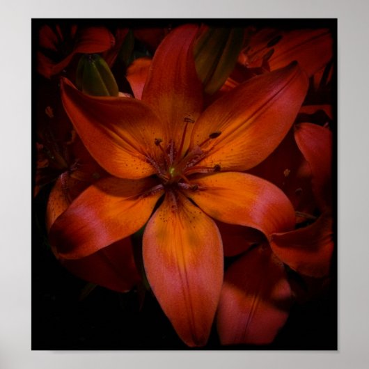 Day Lilly Poster (Vorne)