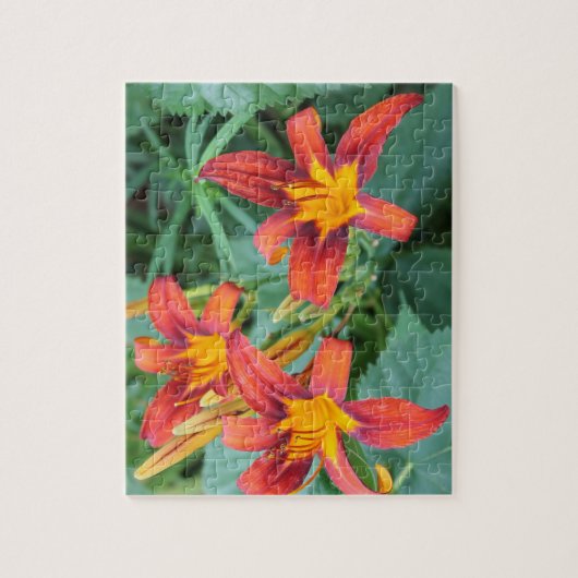 Day Lily Delight Puzzle (Vertikal)