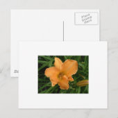 Day Lily Postkarte (Vorne/Hinten)