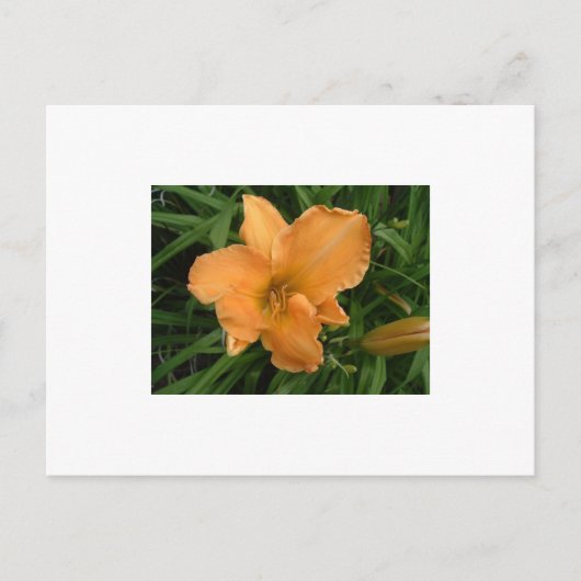 Day Lily Postkarte (Vorderseite)