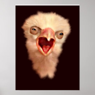 Day Old Falcon Chick Poster