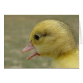 Day Old Muscovy Duckling (Vorderseite (Horizontal))