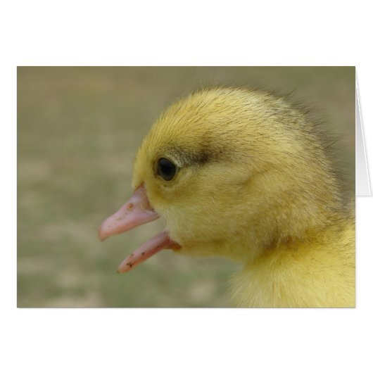 Day Old Muscovy Duckling (Vorderseite (Horizontal))