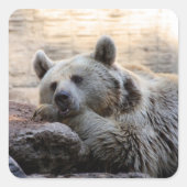 Daydreaming Bären Stickers (Vorderseite)