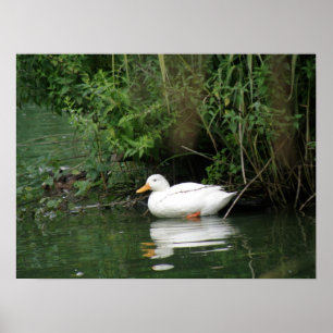 Daydreaming Duck Print Poster