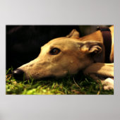 Daydreaming Poster (Vorne)