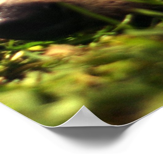 Daydreaming Poster (Ecke)