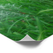 Daylillies, Orange Poster (Ecke)