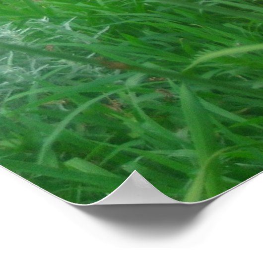 Daylillies, Orange Poster (Ecke)