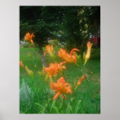 Daylillies, Orange Poster (Vorne)