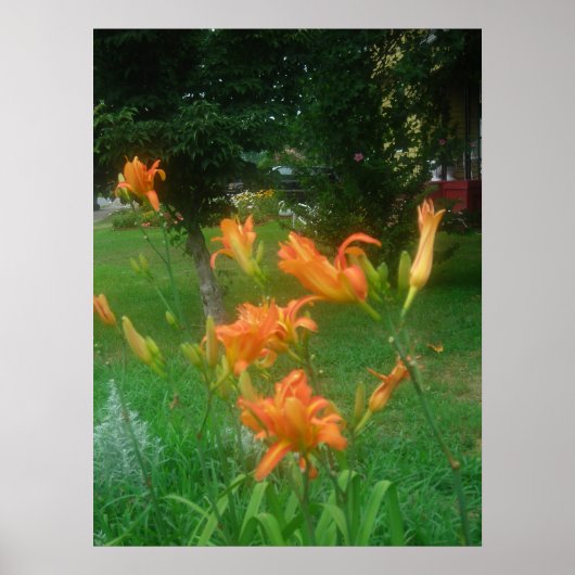 Daylillies, Orange Poster (Vorne)
