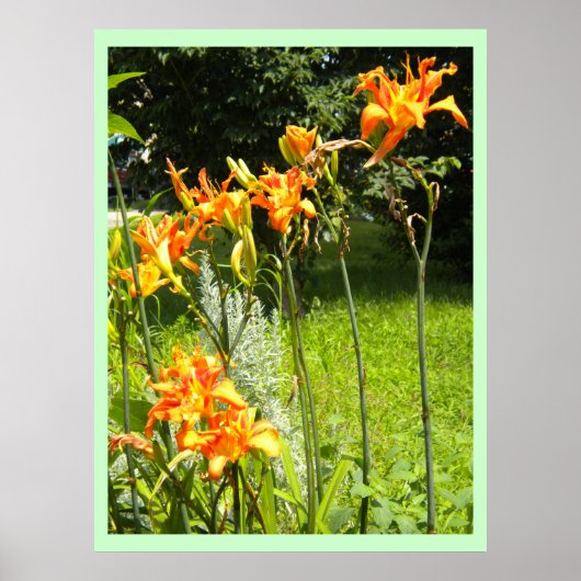 DayLillies Poster (Vorne)