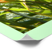 DayLillies Poster (Ecke)