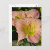 Daylillies Postkarte (Vorne/Hinten)