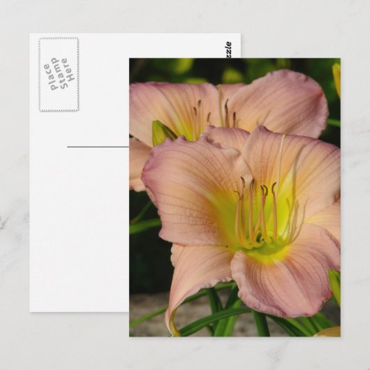 Daylillies Postkarte (Vorne/Hinten)