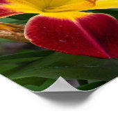 Daylily Poster (Ecke)